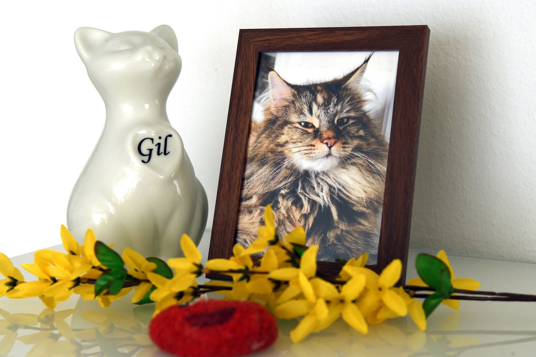 Ein Bild von Gil, eine Katzenurne, eine Plüscherdbeere und eine Sonnenblume