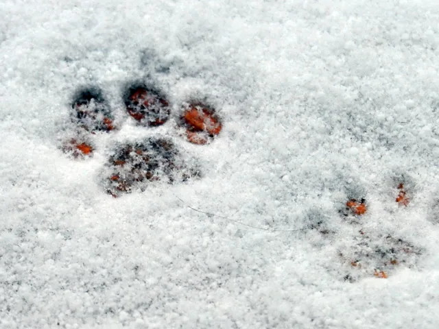 Gils Pfotenabdrücke im Schnee