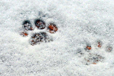 Gils Pfotenabdruck im Schnee