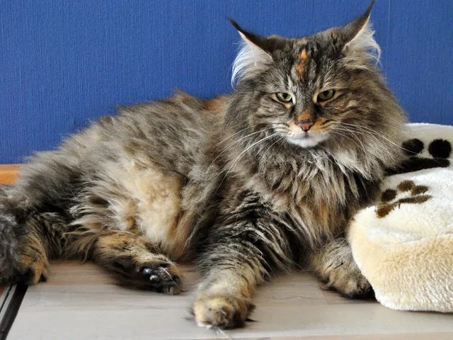 Gil liegt vor einem blauen Hintergrund neben einem Katzenbett