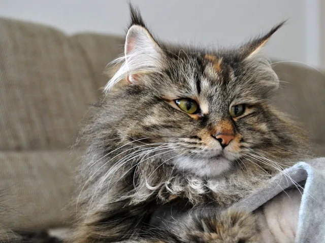 Gil und eine weitere Katze ruhen gemeinsam auf dem Sofa