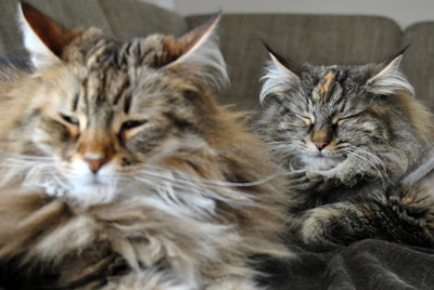 Gil kuschelt mit einer weiteren langhaarigen Katze auf dem Sofa