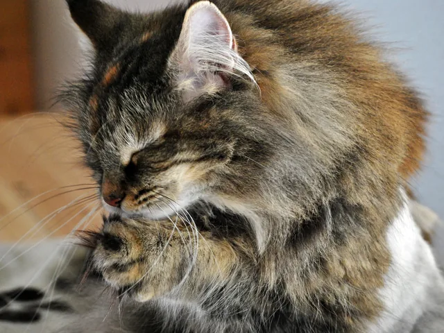 Mehrere Katzen schlafen gemeinsam auf dem Sofa