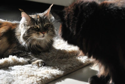 Gil begegnet einer schwarzen Katze auf einem Teppich