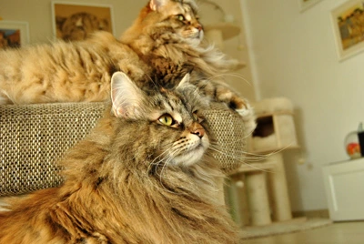 Gil liegt mit einer weiteren Katze auf einem Kratzmöbel