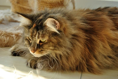 Gil liegt neben einer roten Katze im Sonnenlicht