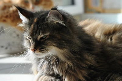 Gil sitzt am Fenster, während eine weitere Katze hinter ihr liegt