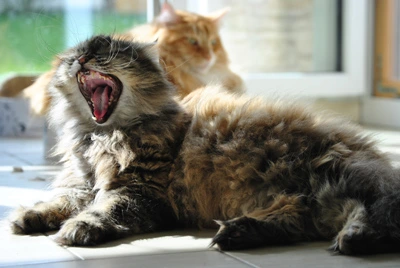 Gil gähnt, während eine rote Katze hinter ihr sitzt