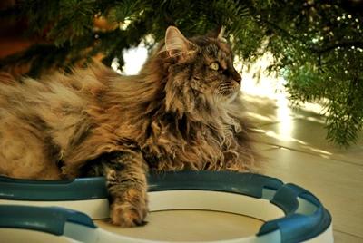 Gil liegt unter einem Weihnachtsbaum neben einer Spielschiene