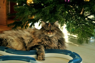 Gil ruht unter dem geschmückten Weihnachtsbaum