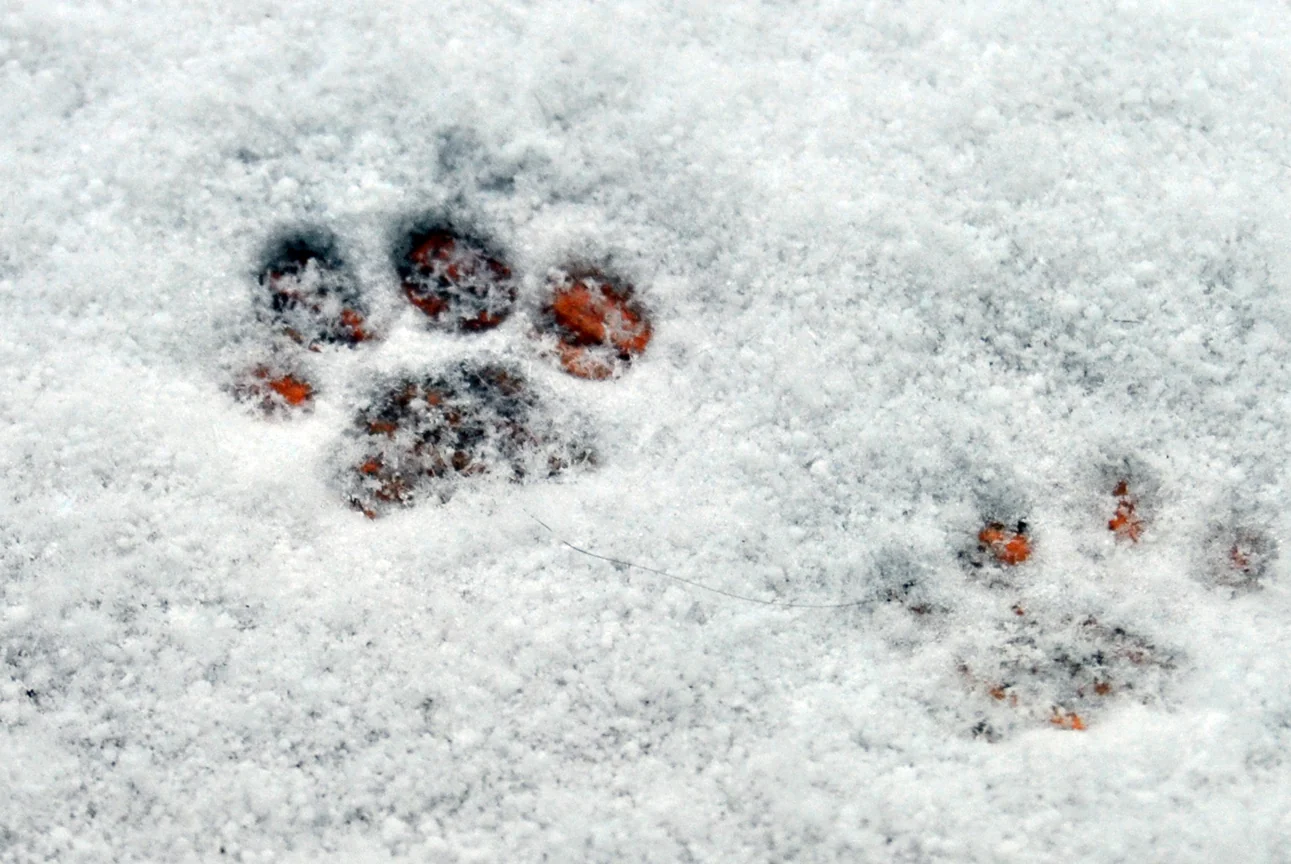 Gils Pfotenabdrücke im Schnee