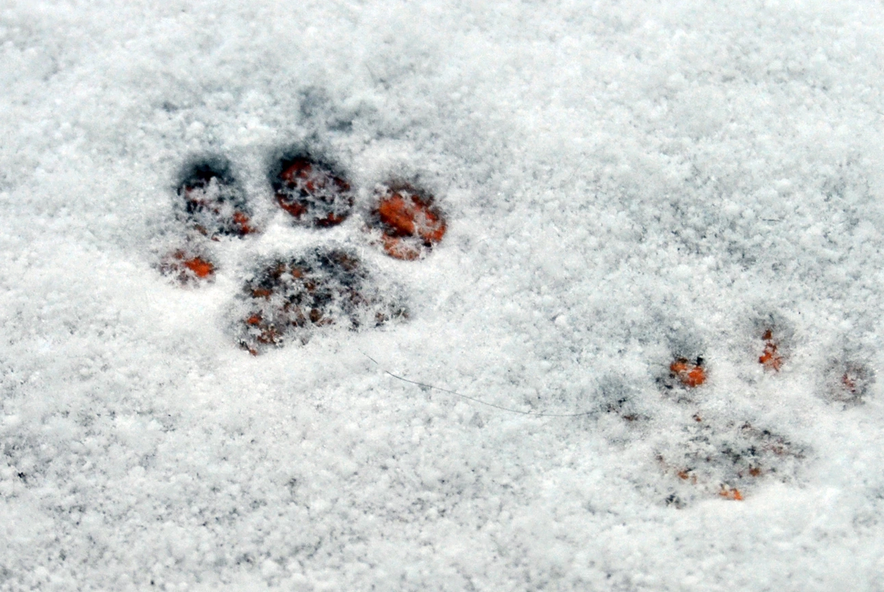 Gils Pfotenabdrücke im Schnee