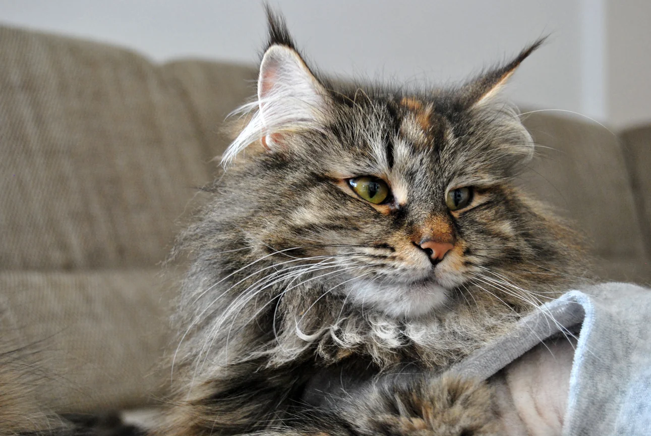 Gil ruht gemeinsam mit einer anderen Katze auf dem Sofa