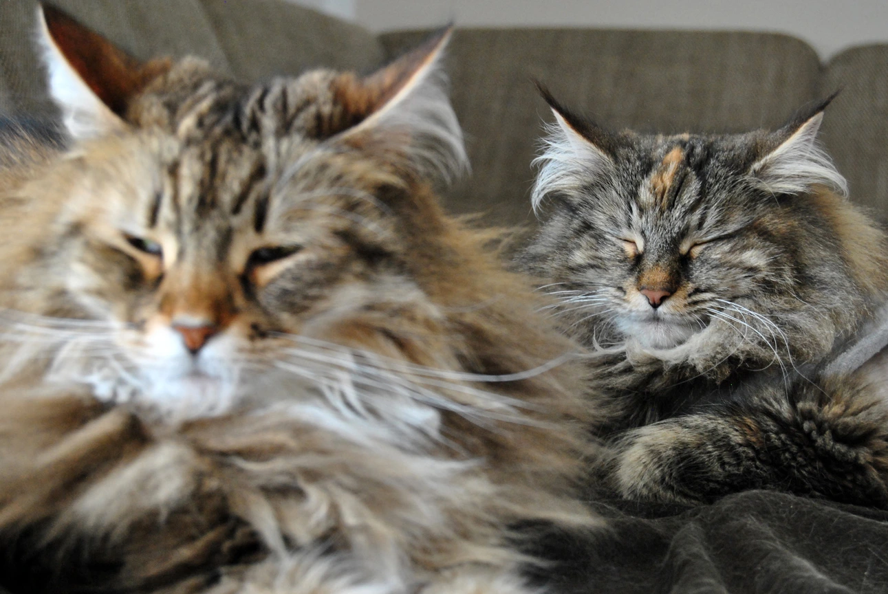 Gil ruht gemeinsam mit einer anderen Katze auf dem Sofa