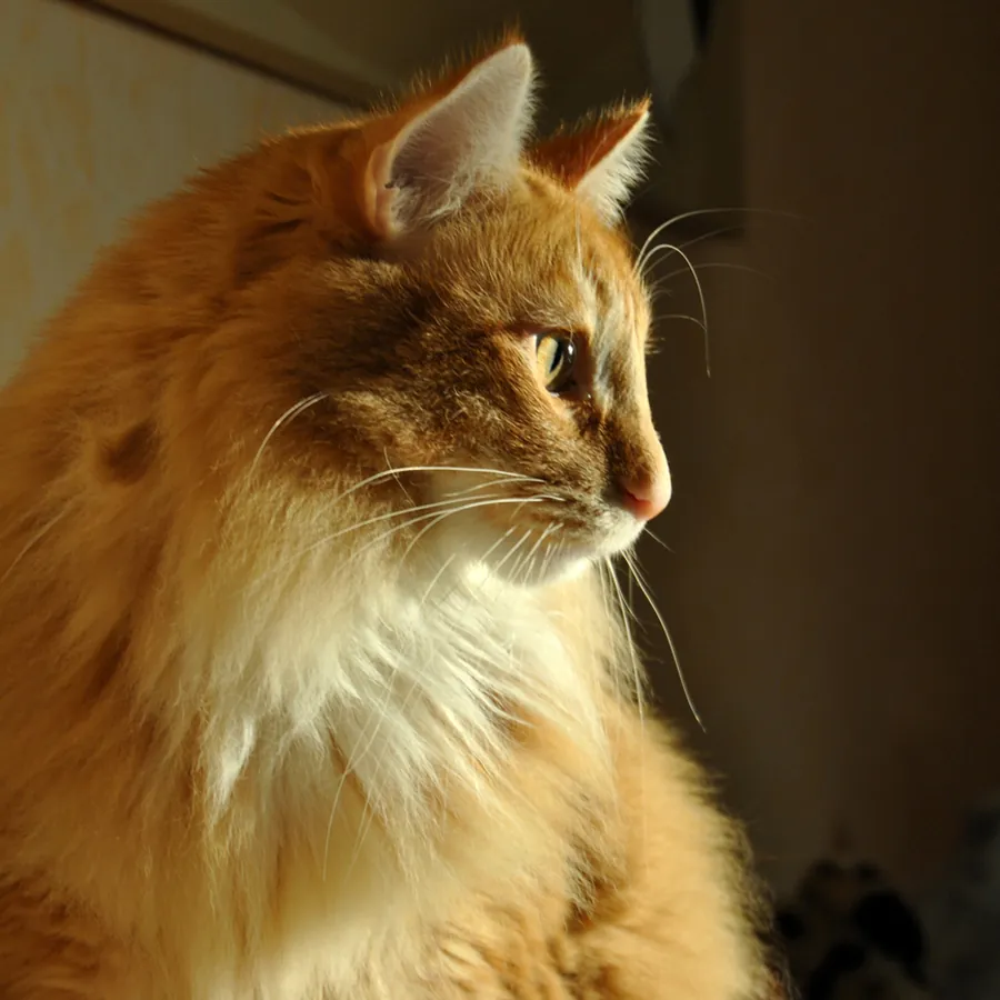 Higgins blickt aus dem Licht in die Ferne.