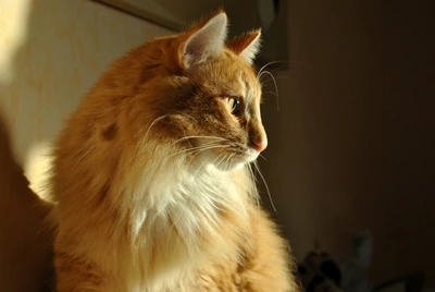 Higgins sitzt im Seitenprofil im goldenen Sonnenlicht.