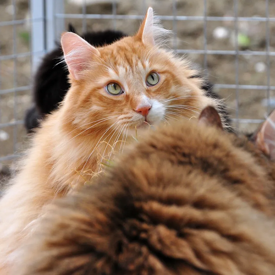 Higgins mit einer weiteren Katze im Außengehege.