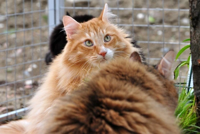 Higgins sitzt neben einer weiteren langhaarigen Katze in einem gesicherten Außenbereich.