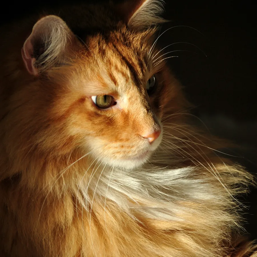 Higgins im warmen Abendlicht.
