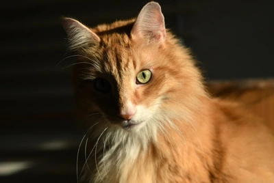 Higgins sitzt im Licht, während eine Gesichtshälfte im Schatten liegt.