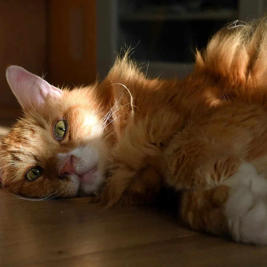 Higgins liegt entspannt im warmen Sonnenlicht.