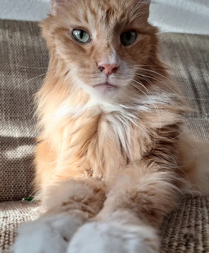 Älterer Higgins sitzt auf einem Sofa.
