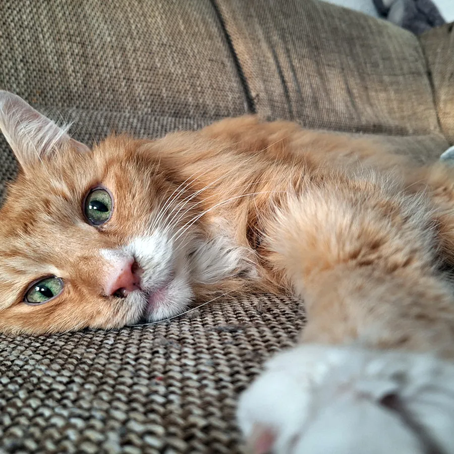 Higgins liegt entspannt auf einem Sofa und blickt in die Kamera.