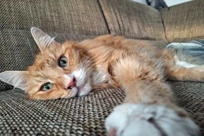 Higgins liegt entspannt auf einer Couch und streckt eine Pfote zur Kamera.