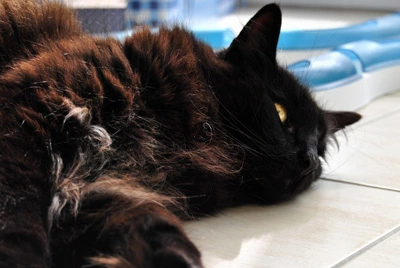 Eine schwarze langhaarige Katze schläft zusammengerollt auf einer hellen Unterlage.