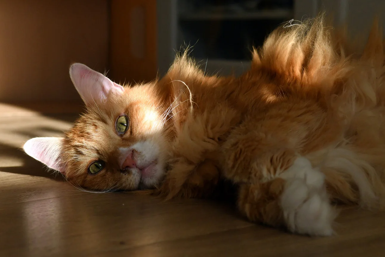 Higgins liegt im warmen Sonnenlicht