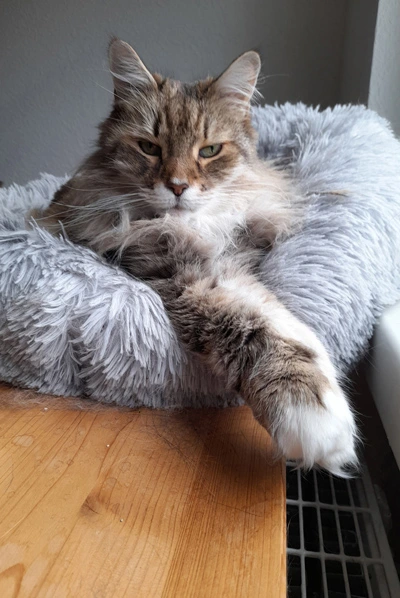 History ruht in einem weichen grauen Katzenbett und streckt eine Vorderpfote nach vorne.