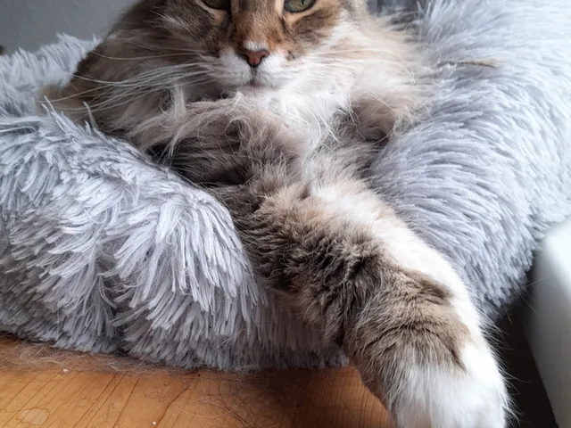 History ruht in einem weichen grauen Katzenbett